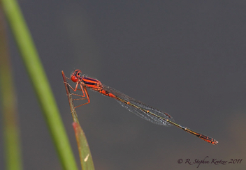 Enallagma concisum, male